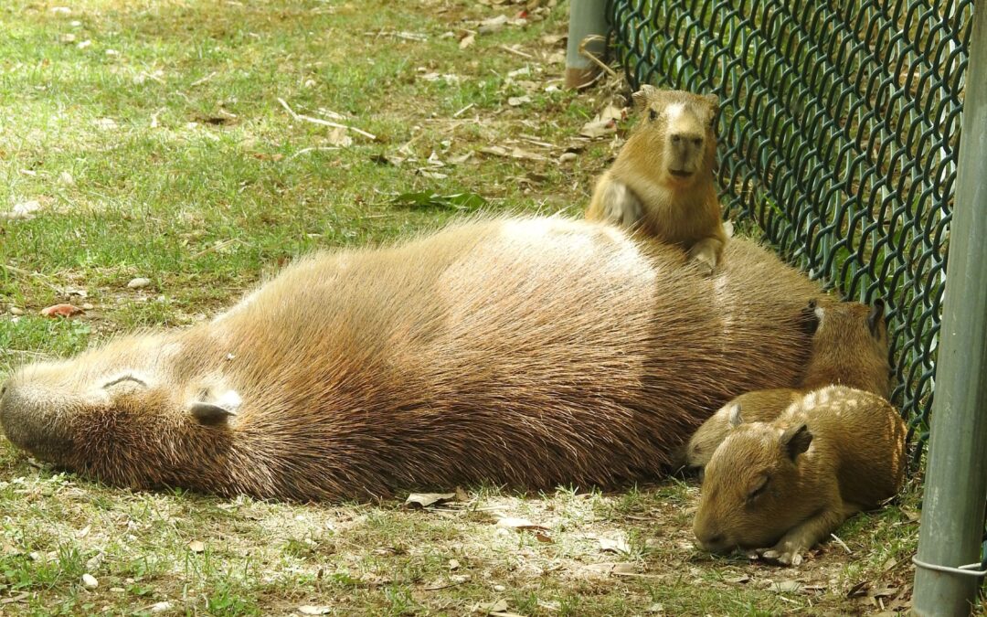 Capybara births at Cape May County Zoo