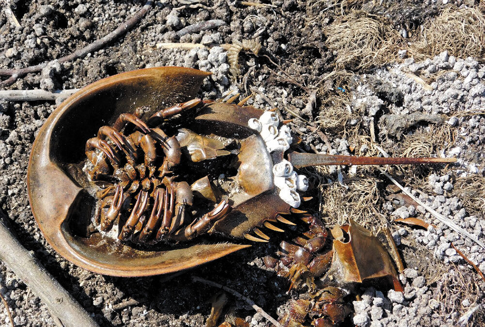Hot summer nights and the ultimate lover: Six reasons why horseshoe crabs may be better lovers than you