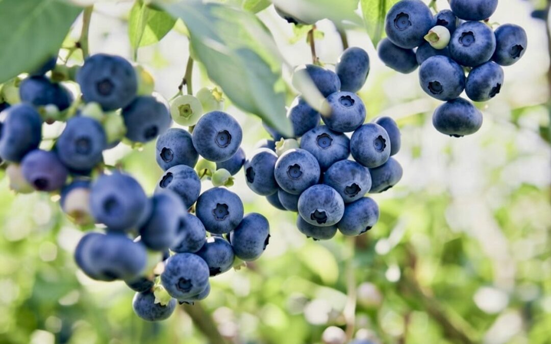 Love Jersey Fresh blueberries? Don’t wait too long