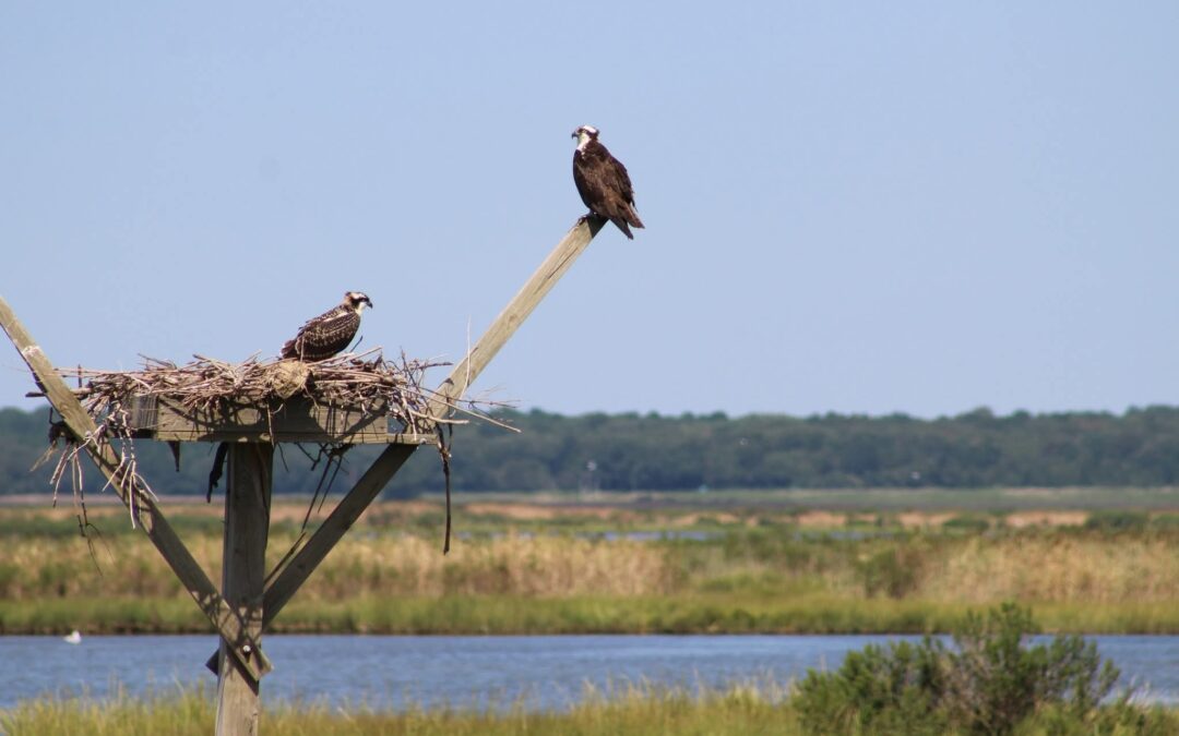 Edwin B. Forsythe National Wildlife Refuge offers a summer retreat for nature lovers