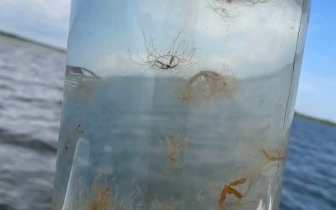 Tiny clinging jellyfish can pack a painful sting in New Jersey back bays