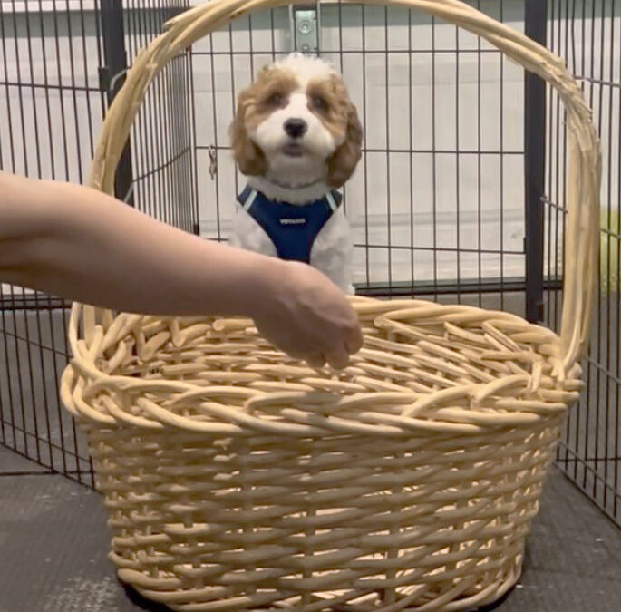 Puppy games can help overcome fears