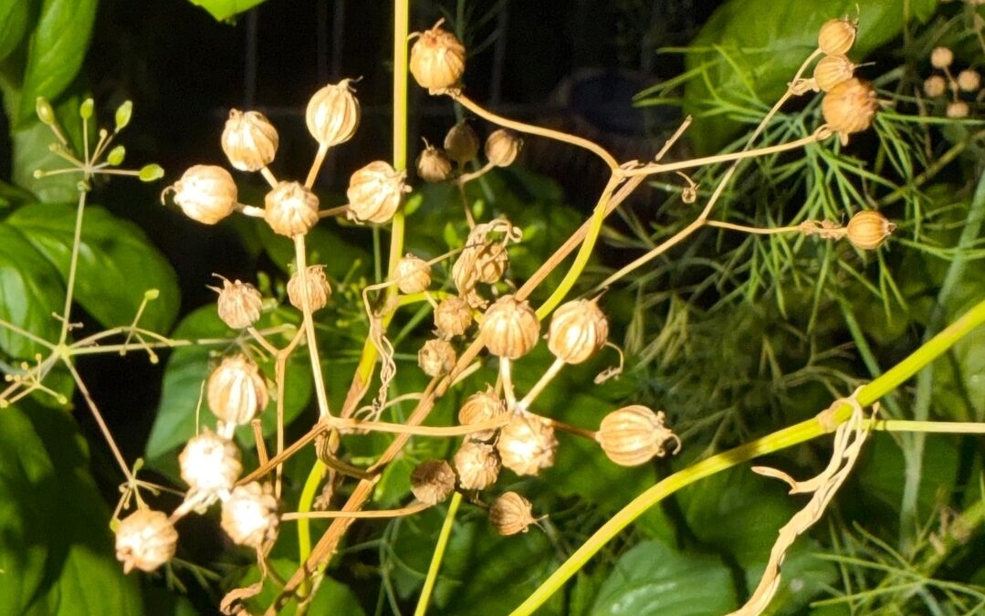 Cilantro: The cool-season crop that tastes delicious in summer