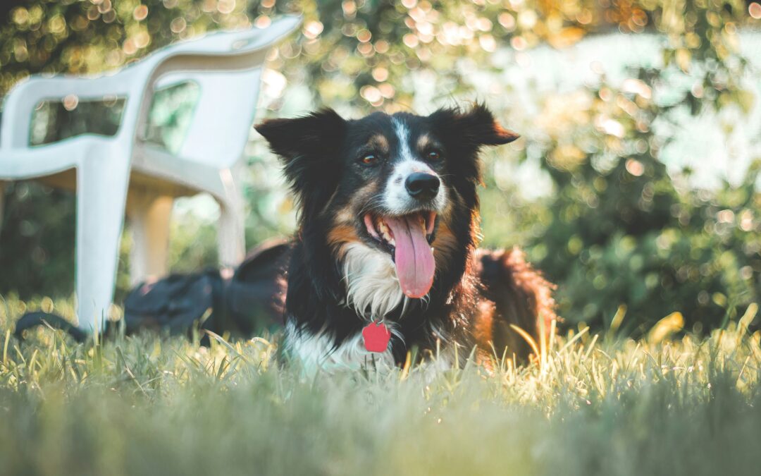Keeping pets safe in the summer