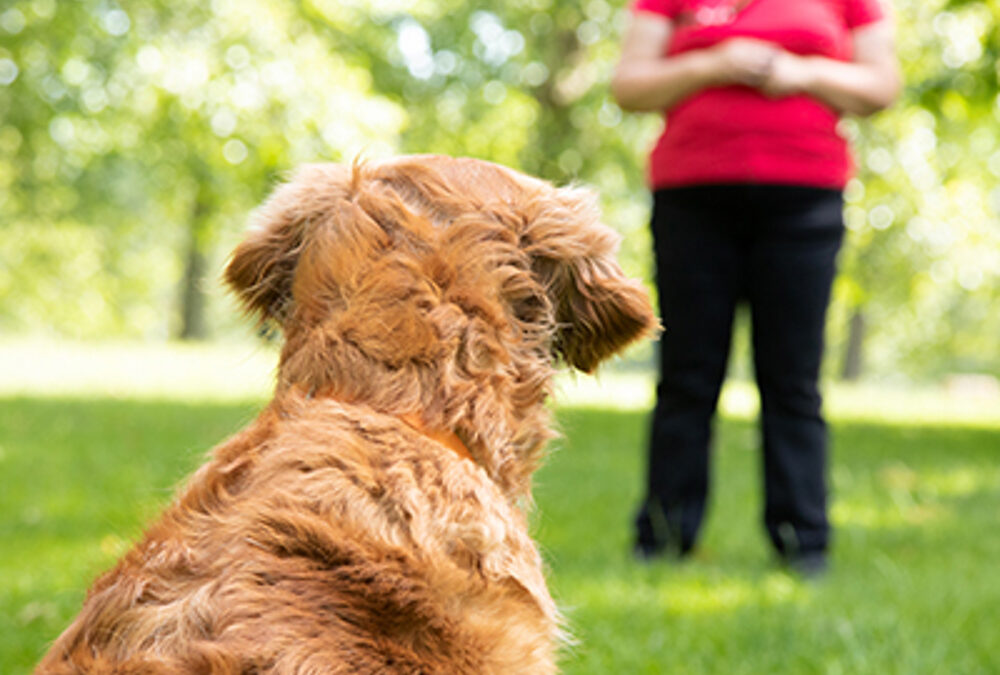 How to get your dogs to consistently come when called