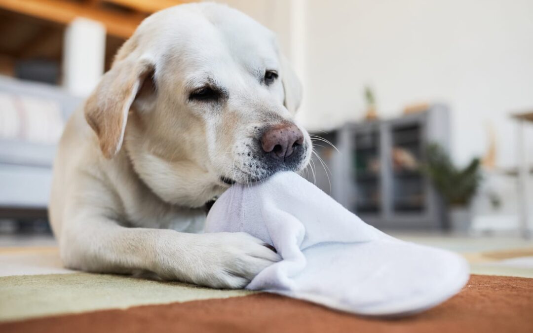 What to do when your dog eats a sock