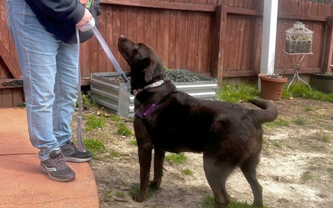 Try this ‘leave it’ exercise to prevent your dog from going rogue on walks