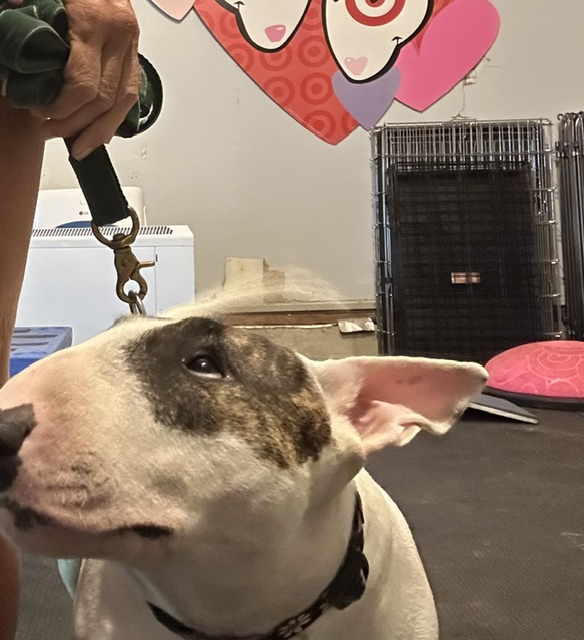 Reactivity training basics to prevent your dog from going rogue on walks