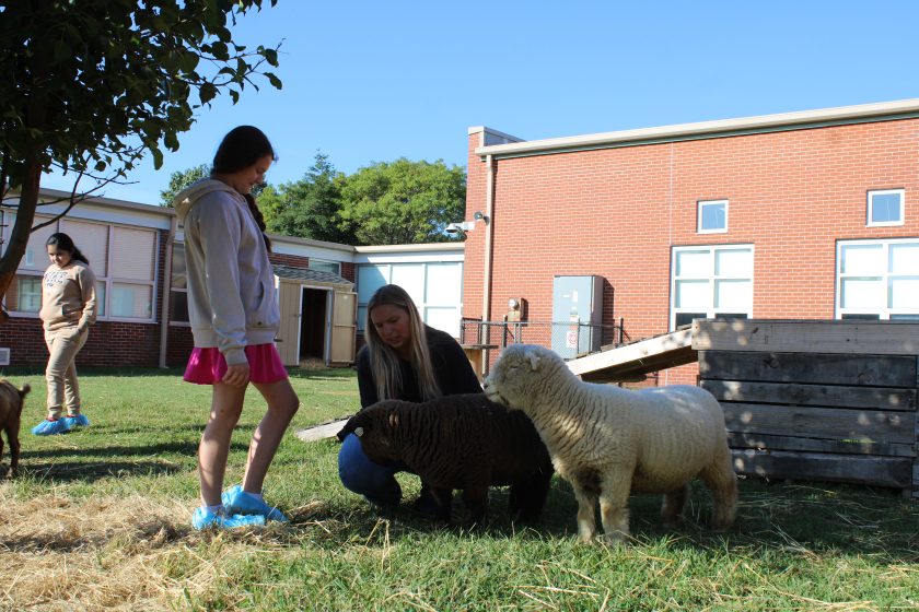 Therapy animals at the Absecon Public Schools campus farm