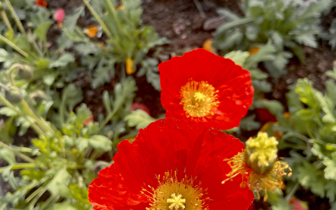 Cool-season flowers that you can plant in September for a spring full of blooms