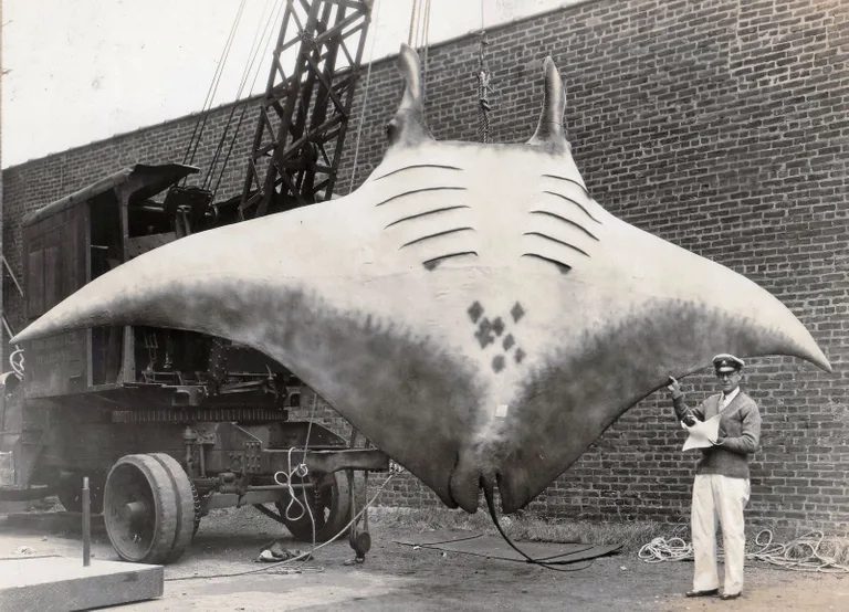 Giant manta ray catch gains worldwide attention