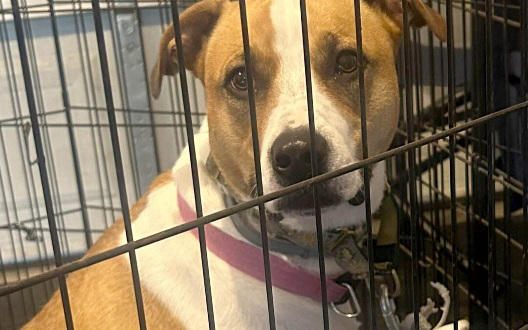 Adopting the right dog for you
