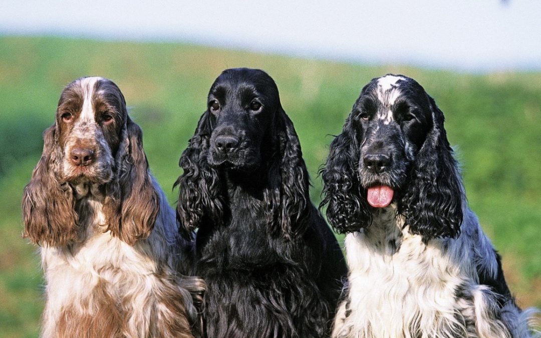 The history of dog breeding and a look at the sporting breeds