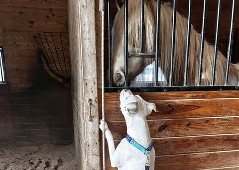 How to rescue a dog or puppy
