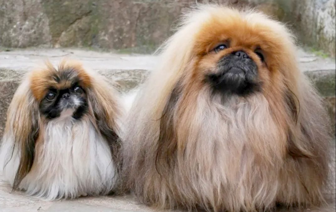 Meet the breed: The AKC’s toy group
