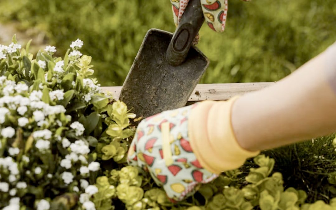 Fall has arrived: Time for planting and dividing in the garden