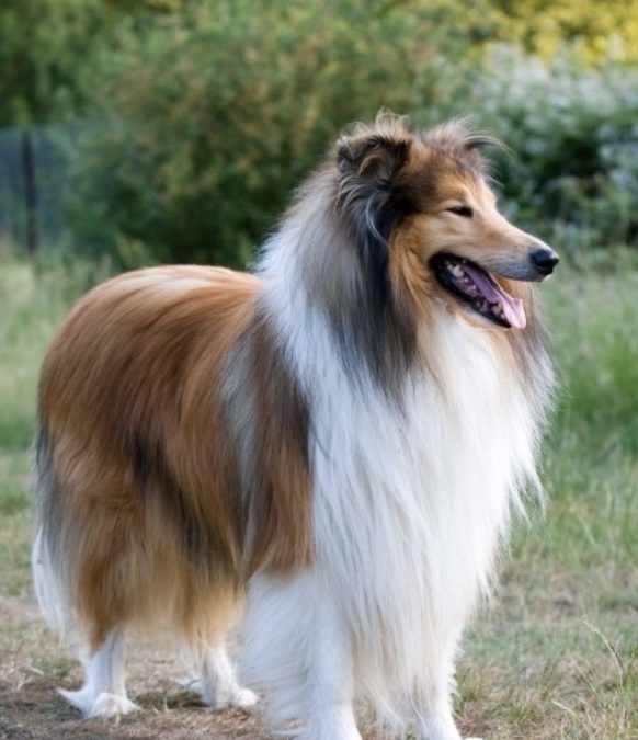 Meet the breed: The herding group