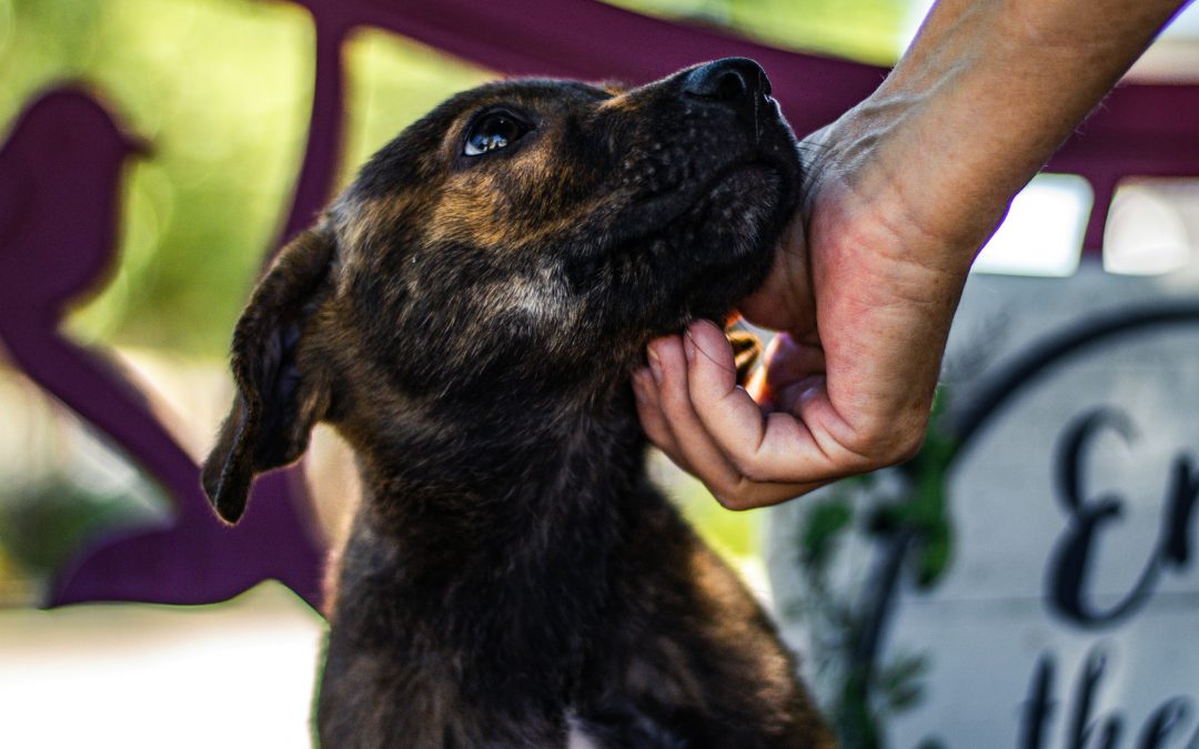 Find your Fido during Adopt-A-Dog Month this October